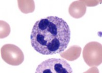 Типичный сегментоядерный нейтрофильный гранулоцит