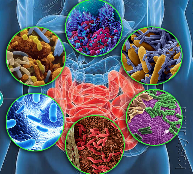 Микробиом человека это целый мир